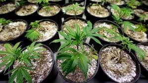 Cannabis pots samples