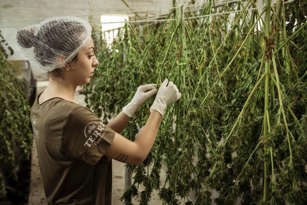 Handpicking cannabis