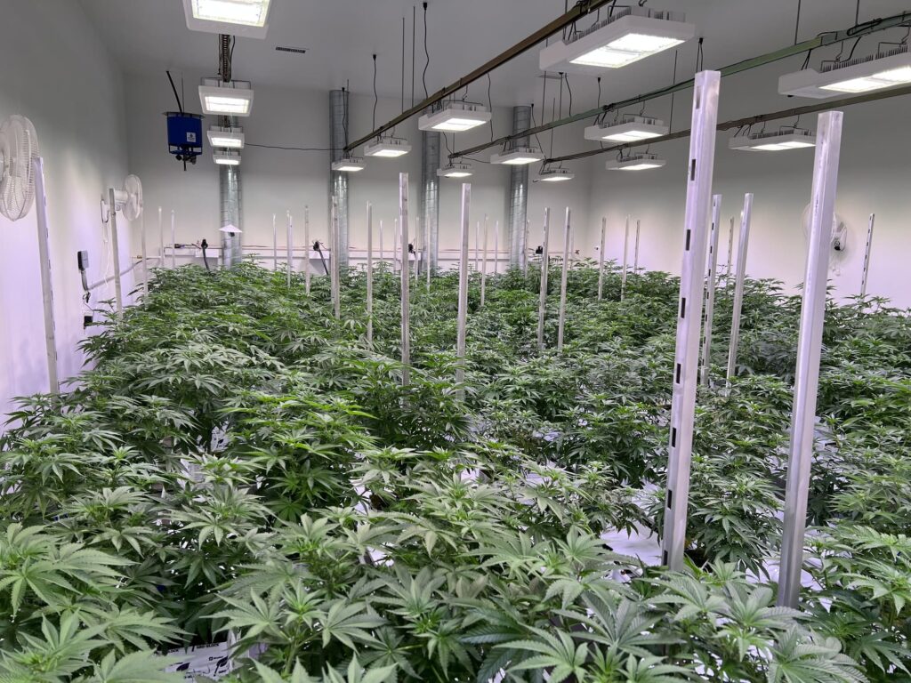 marijuana grow room