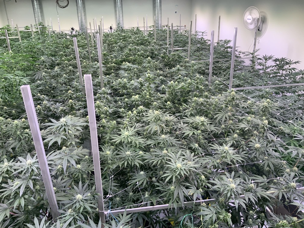 grow room
