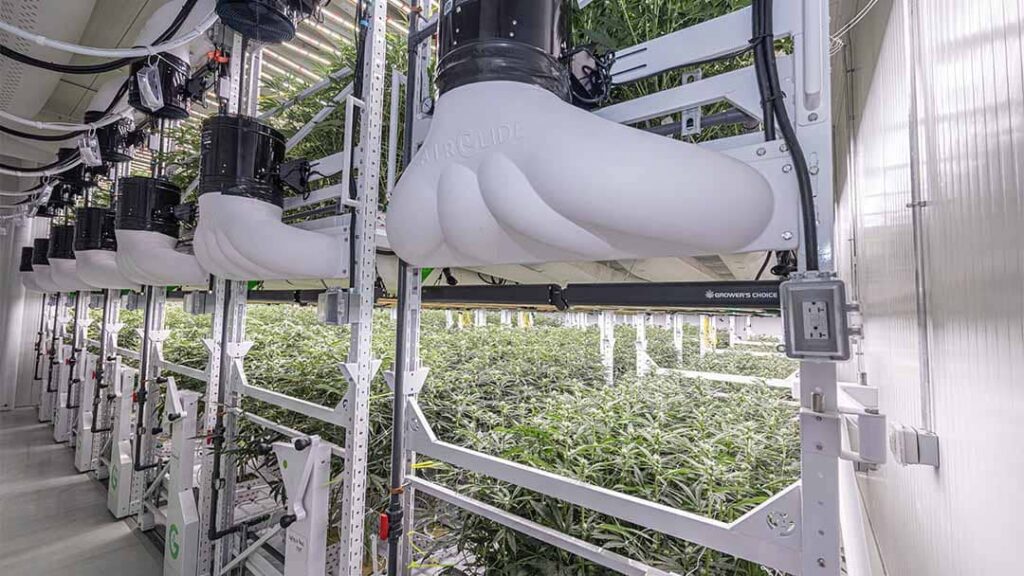 Cannabis Grow room