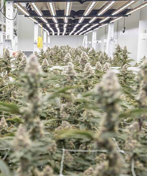 Active Cannabis Grow