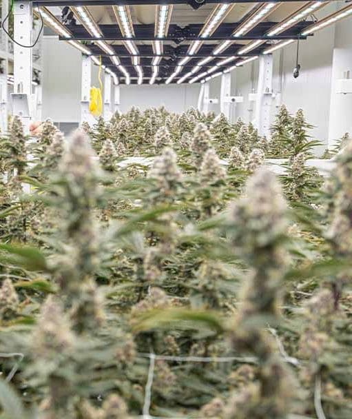 Marijuana Grow Room
